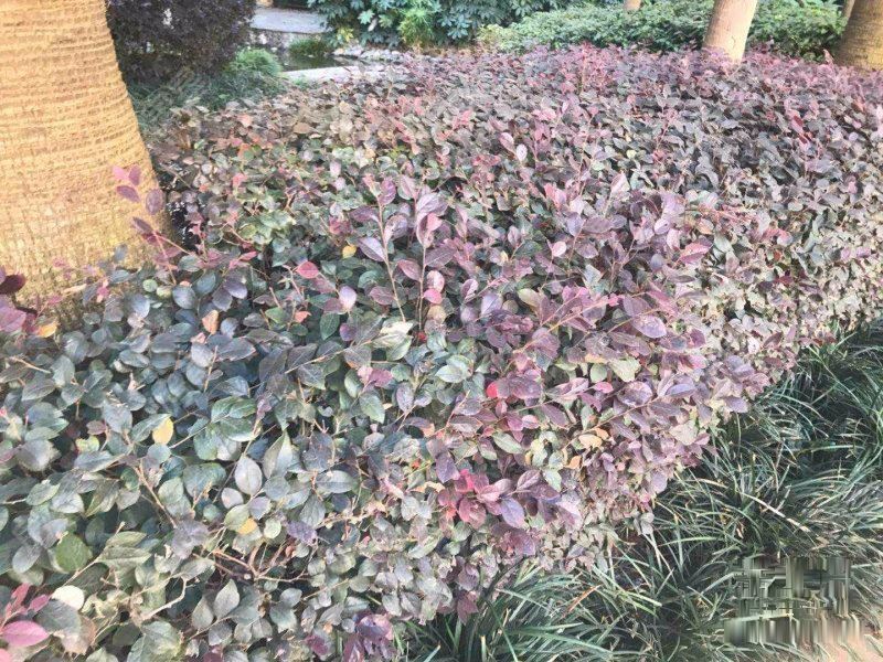 世博园地铁口两梯两户电梯板房 全新日式豪装