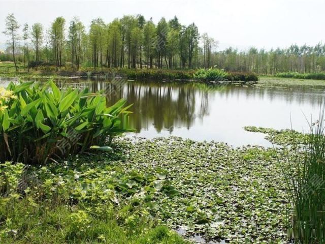 巫家坝 海伦国际6号地依云郡 超大阳台 3梯8户