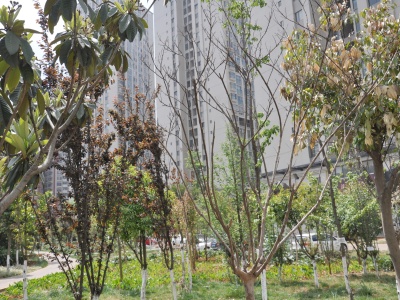 金呈北泰花園