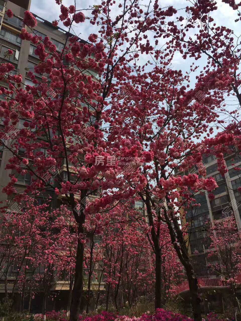 银海樱花语阳光里其它