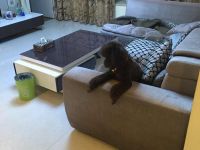 2室2廳 正大紫都城客廳