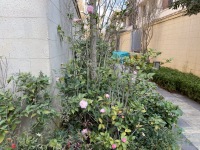 8室4廳2陽臺 昆明恒大云璽別墅其他