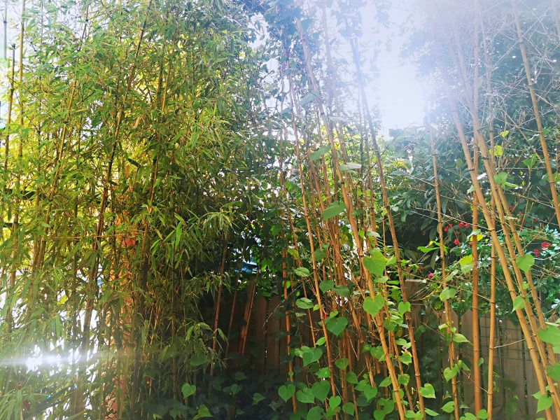 5室3廳3陽臺 云康園別墅客廳