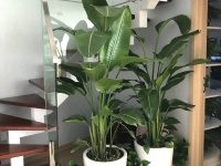 3室2廳 和悅銘著公寓其他