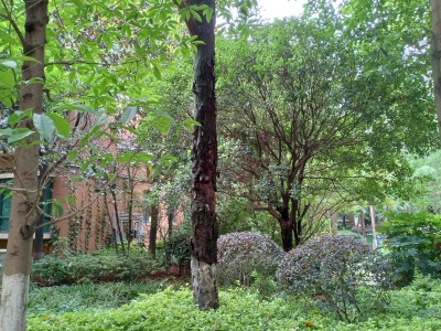 4室2廳1陽臺(tái) 金岸春天