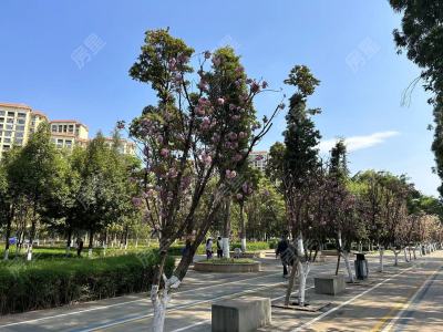 5室2廳2陽臺 山水潤城