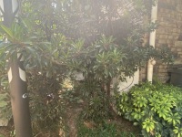 5室3廳3陽臺 城市山別墅門廳