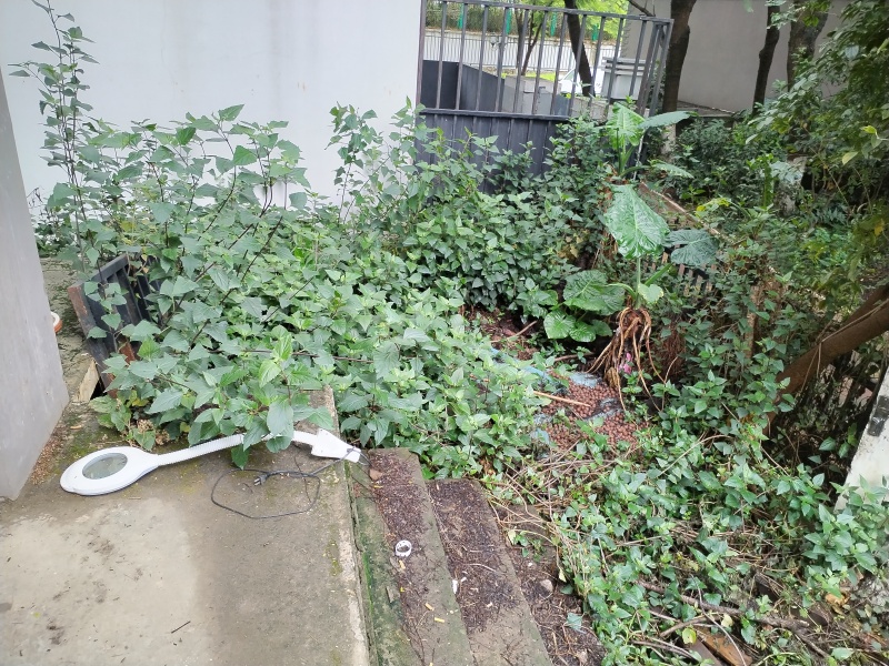香樟十六号户型图