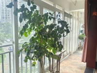 3室2廳2陽臺 東驤神駿一期陽臺