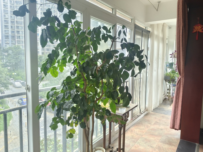 3室2廳2陽臺 東驤神駿一期陽臺