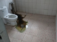 4室2廳3陽臺 ?？禍厝▓@衛(wèi)生間