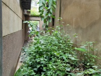 3室2廳1陽臺 華山東路96號自家花園