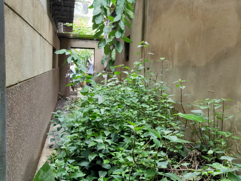 3室2廳1陽臺 華山東路96號自家花園