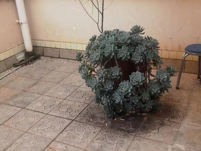 4室2廳3陽臺(tái) 北辰小區(qū)櫻花苑其他