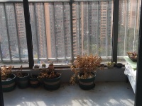 2室2廳2陽臺 海倫國際米蘭區(qū)陽臺