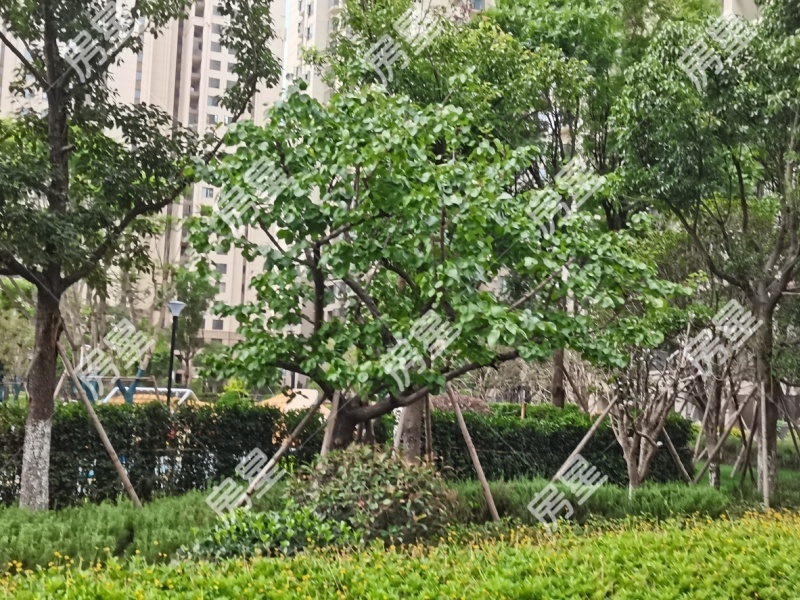 璀璨倾城其他