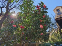 3室2廳2陽(yáng)臺(tái) 平和花園其他