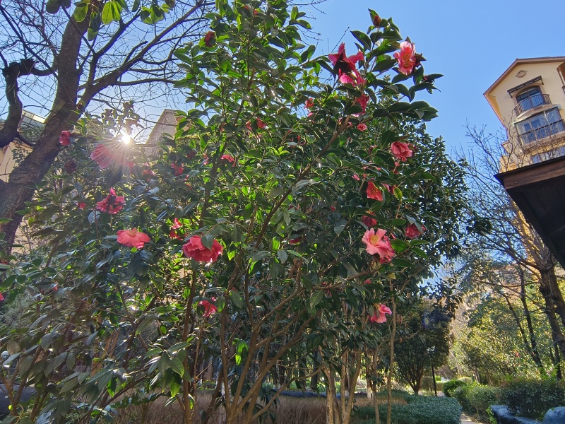 3室2廳2陽(yáng)臺(tái) 平和花園其他