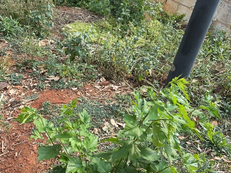 6室3廳5陽(yáng)臺(tái) 海韻楓丹別墅其他