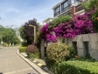 24室12廳8陽臺 海埂明珠觀海別墅別墅客廳