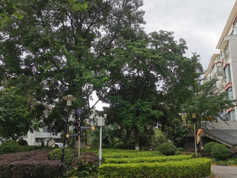 5室3廳2陽臺(tái) 楓林盛景西區(qū)別墅其他