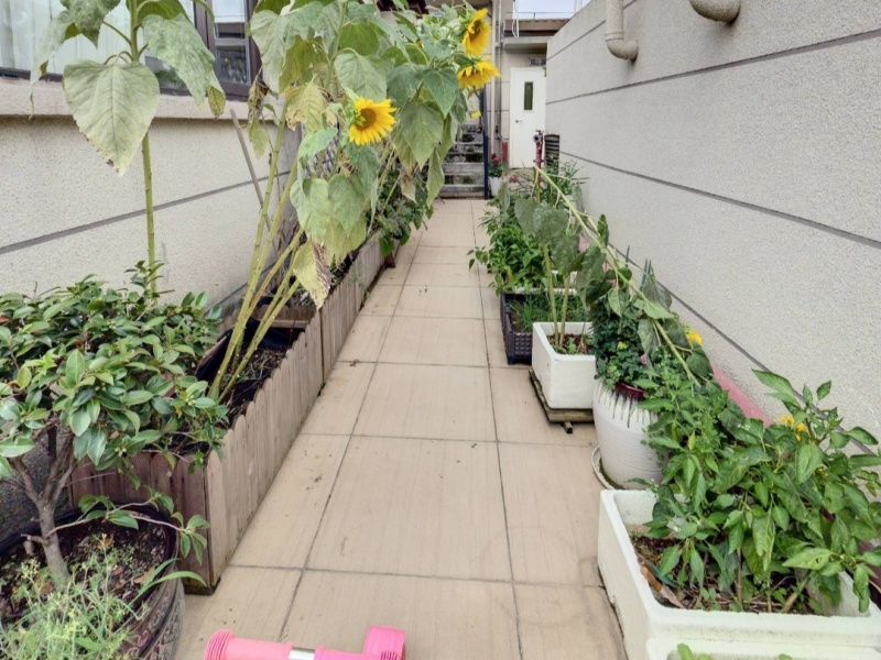 4室2廳2陽(yáng)臺(tái) 碧桂園紫臺(tái)陽(yáng)臺(tái)