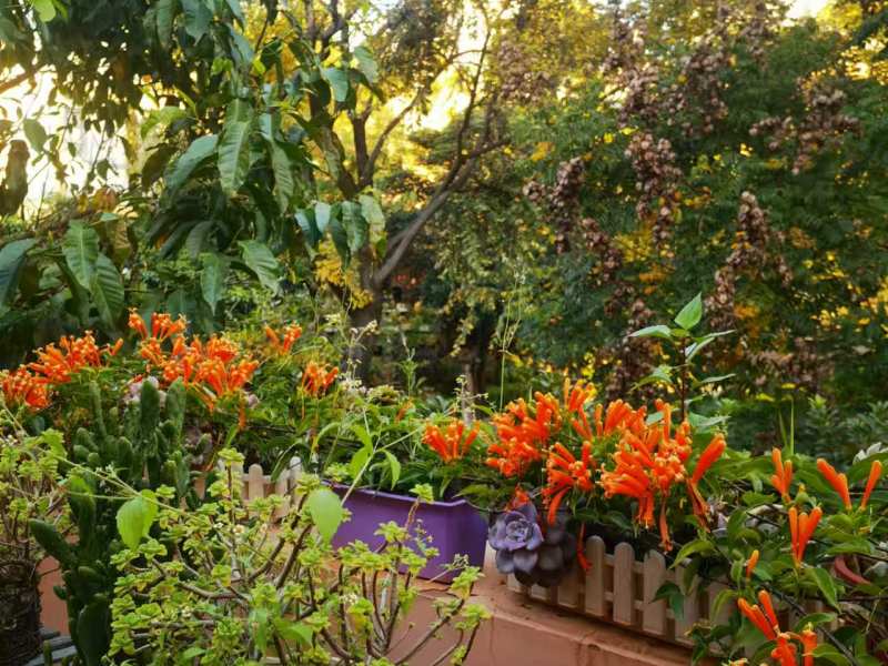 9室3廳4陽臺(tái) 云大知城一期別墅自家花園