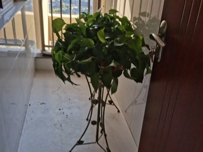 2室2廳1陽臺(tái) 固地尚誠公寓陽臺(tái)